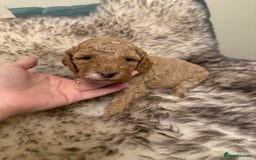Australian Labradoodle dogs for sale: Multi generation Australian Labradoodles - Image 8
