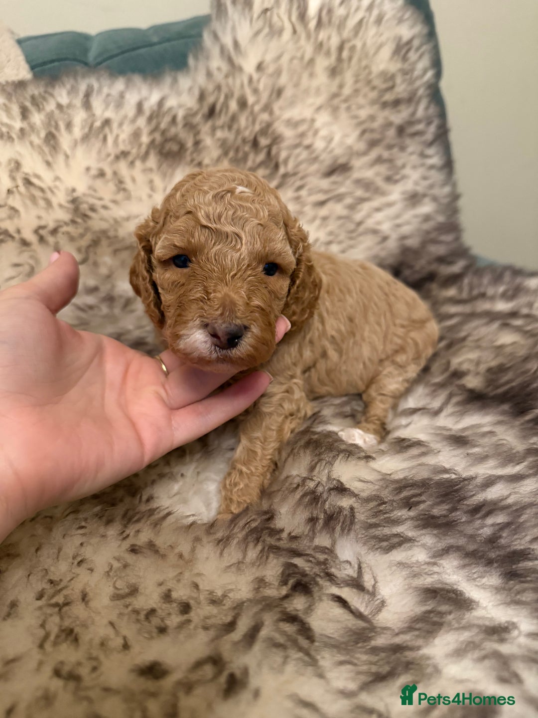 Australian Labradoodle dogs for sale: Multi generation Australian Labradoodles - Image 8