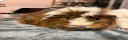 Guinea Pig rodents for sale: Two beautiful girls for sale  - Advert 9