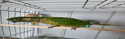Conures birds for sale: Conure  in Stoke-on-Trent - Advert 1