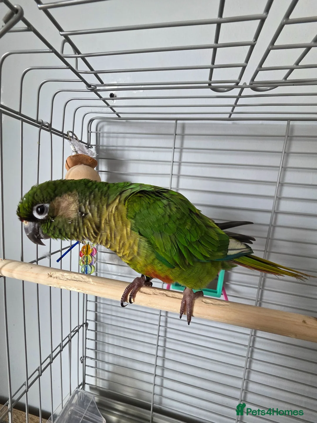 Conures birds for sale: Conure  in Stoke-on-Trent - Advert 1