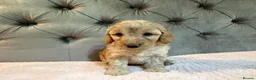 Cockapoo dogs for sale: Adorable Toy Cockapoos (F1b) - Advert 16