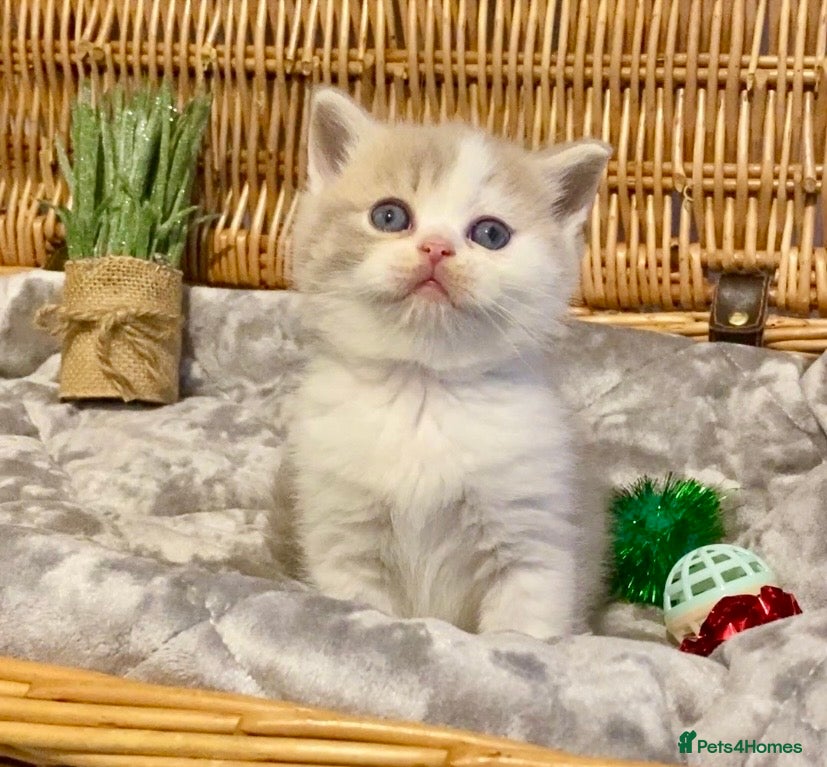 Scottish Fold cats 🧸😻CHAMPION LINE TICA ACTIVE SCOTTISH/BSH😻🧸 - Advert 4