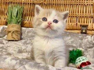Scottish Fold cats 🧸😻CHAMPION LINE TICA ACTIVE SCOTTISH/BSH😻🧸 - Advert 3