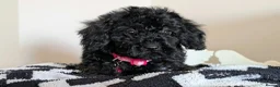 Cavapoochon dogs for sale: Extensively Tested Cavapoochons Fully Vaccinated  - Advert 17