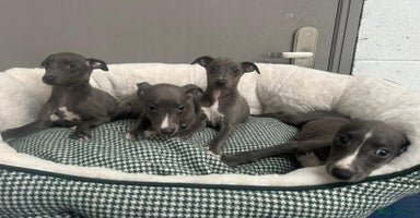 Whippet dogs - Advert 9