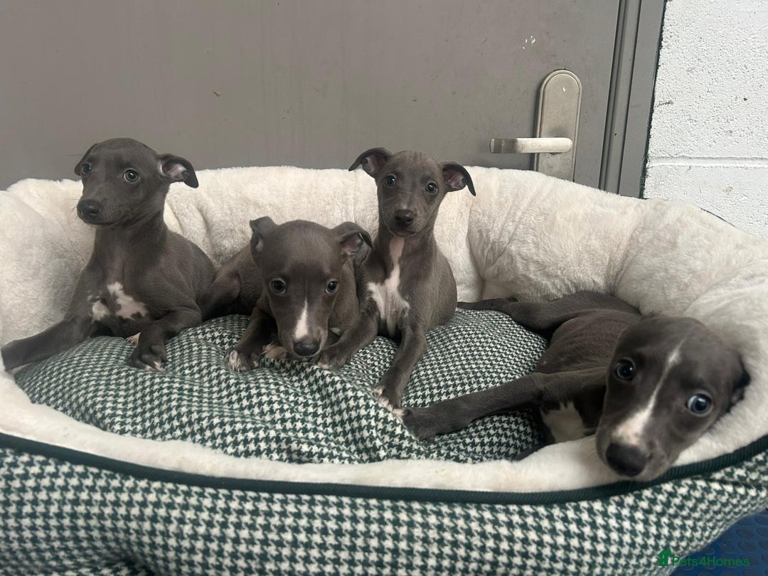 Whippet dogs for sale: Top Quality KC Reg Blue Whippet Puppies - Image 3