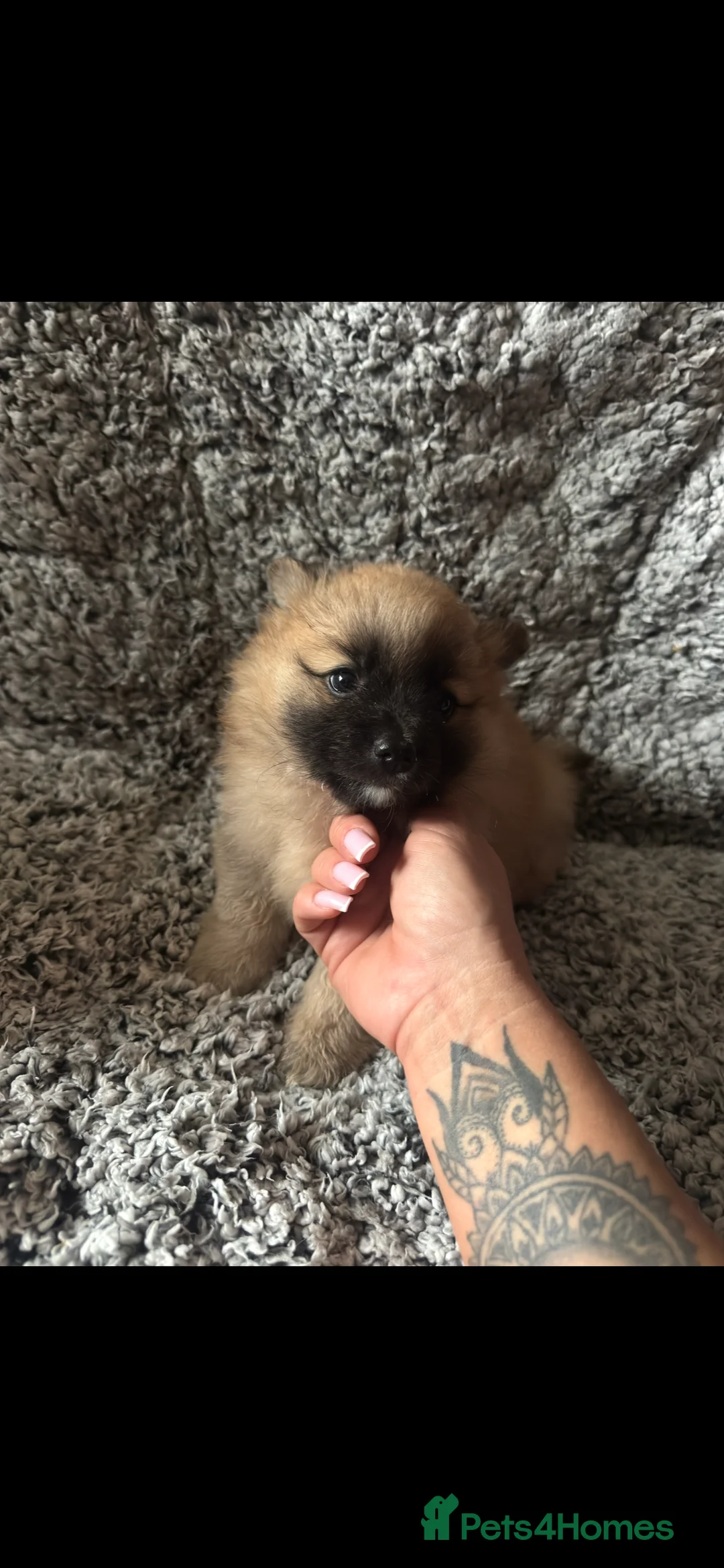 German Spitz dogs for sale: German spitz puppies for sale  - Advert 4