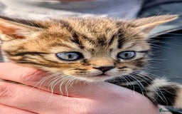 Mixed Breed cats for sale: Two Stunning Tabby Boys, Persian Chinchilla cross - Image 4