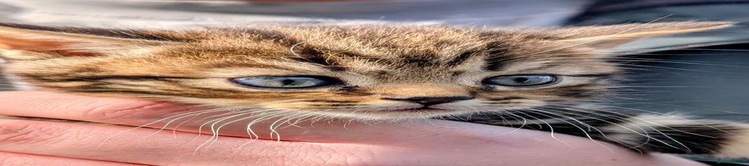 Tabby Boy 2