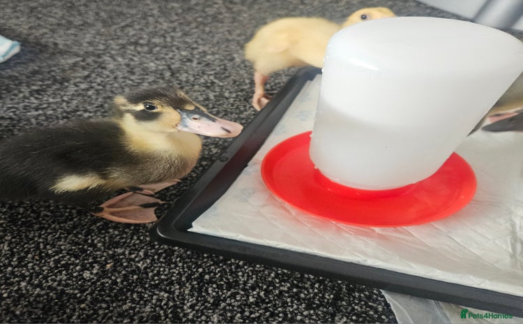 Ducks poultry - Advert 1