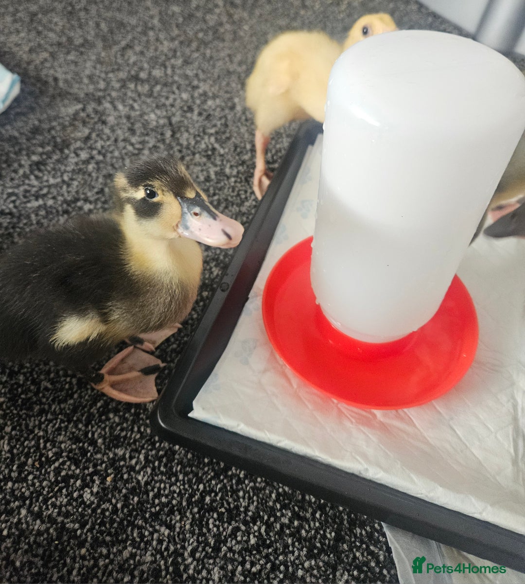 Ducks poultry for sale: Ducklings for sale - Image 1