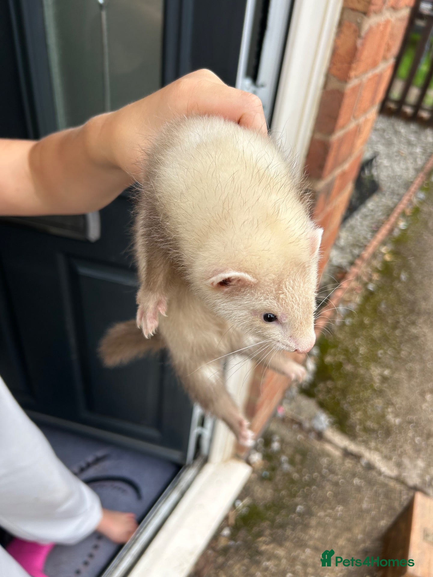 Ferret rodents 8 week old ferrets for sale  - Advert 2