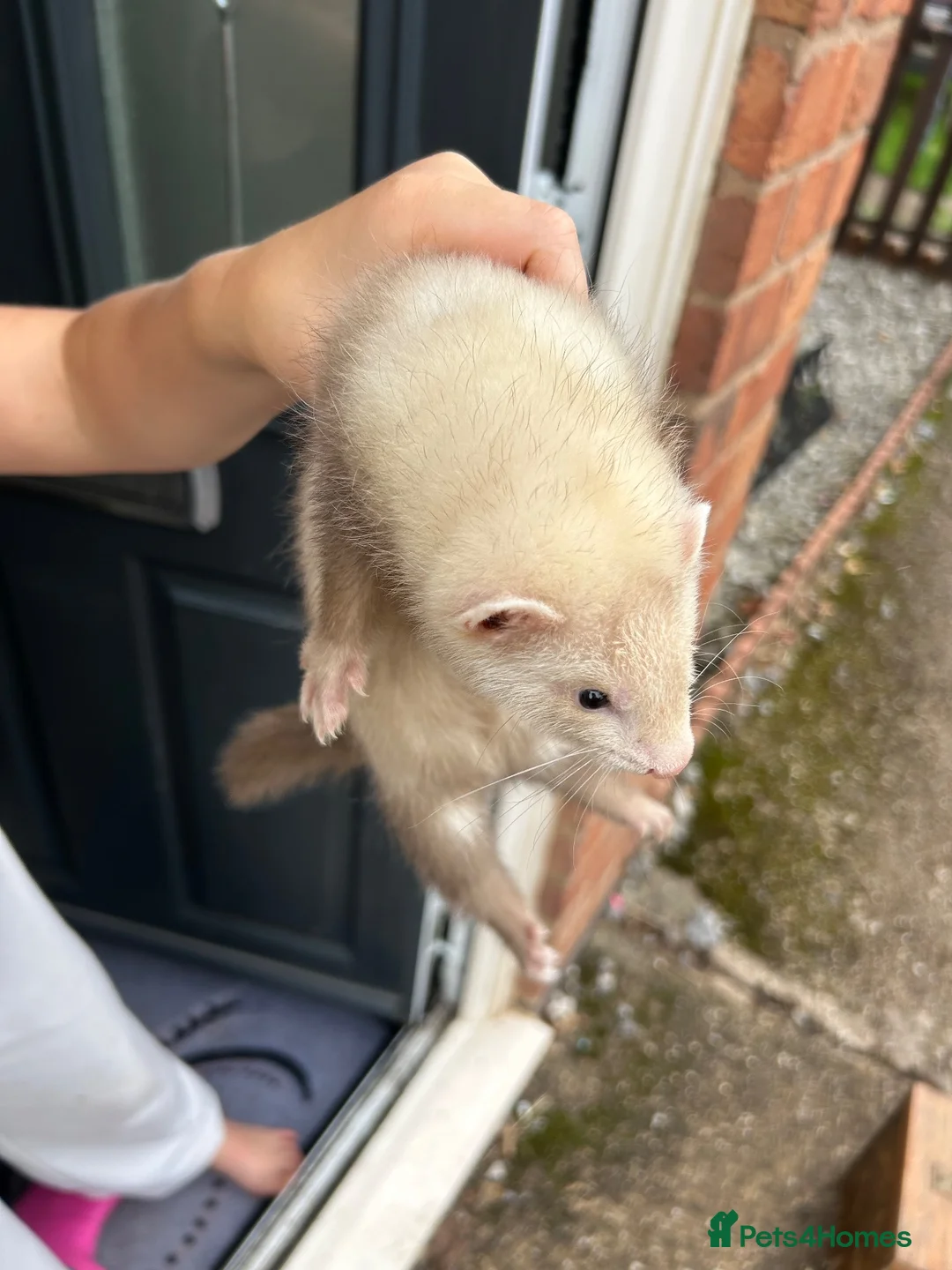Ferret rodents for sale: 8 week old ferrets for sale  - Advert 1