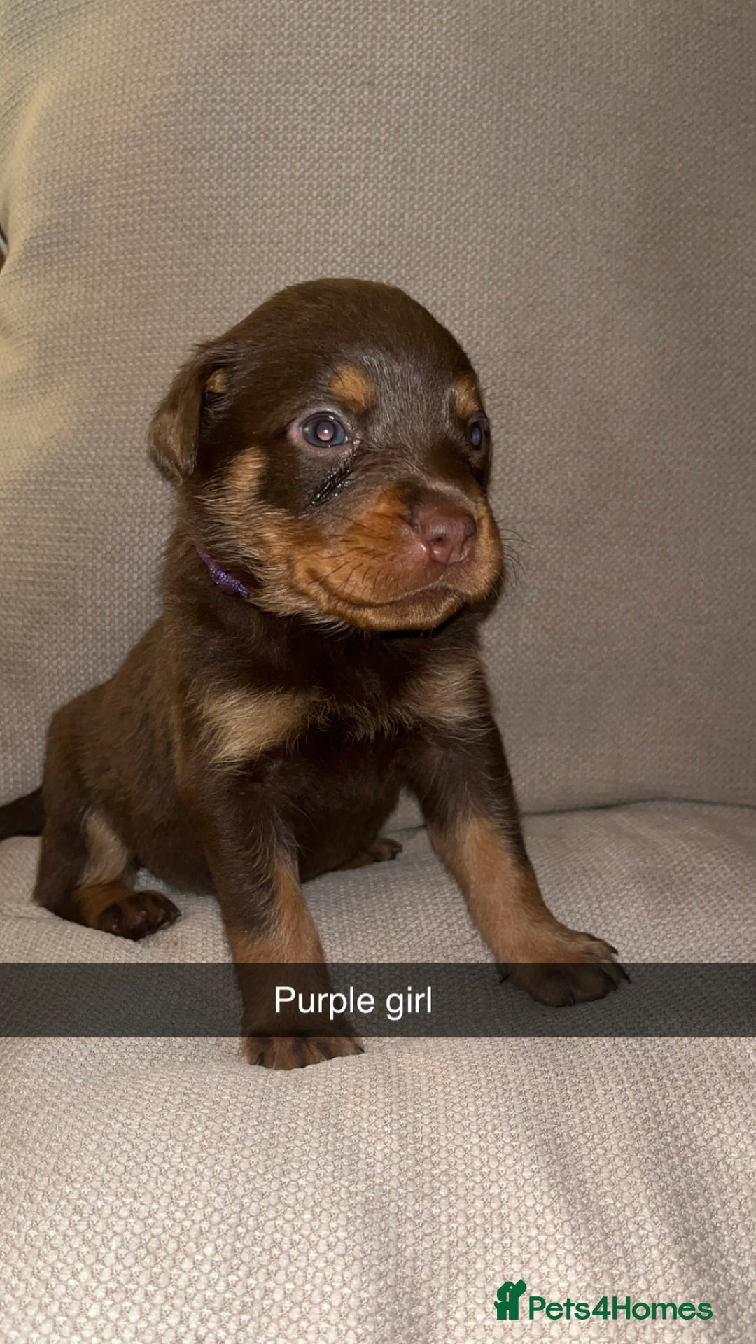 Rottweiler dogs for sale: Black & tan and red Rottweiler puppies - Advert 11