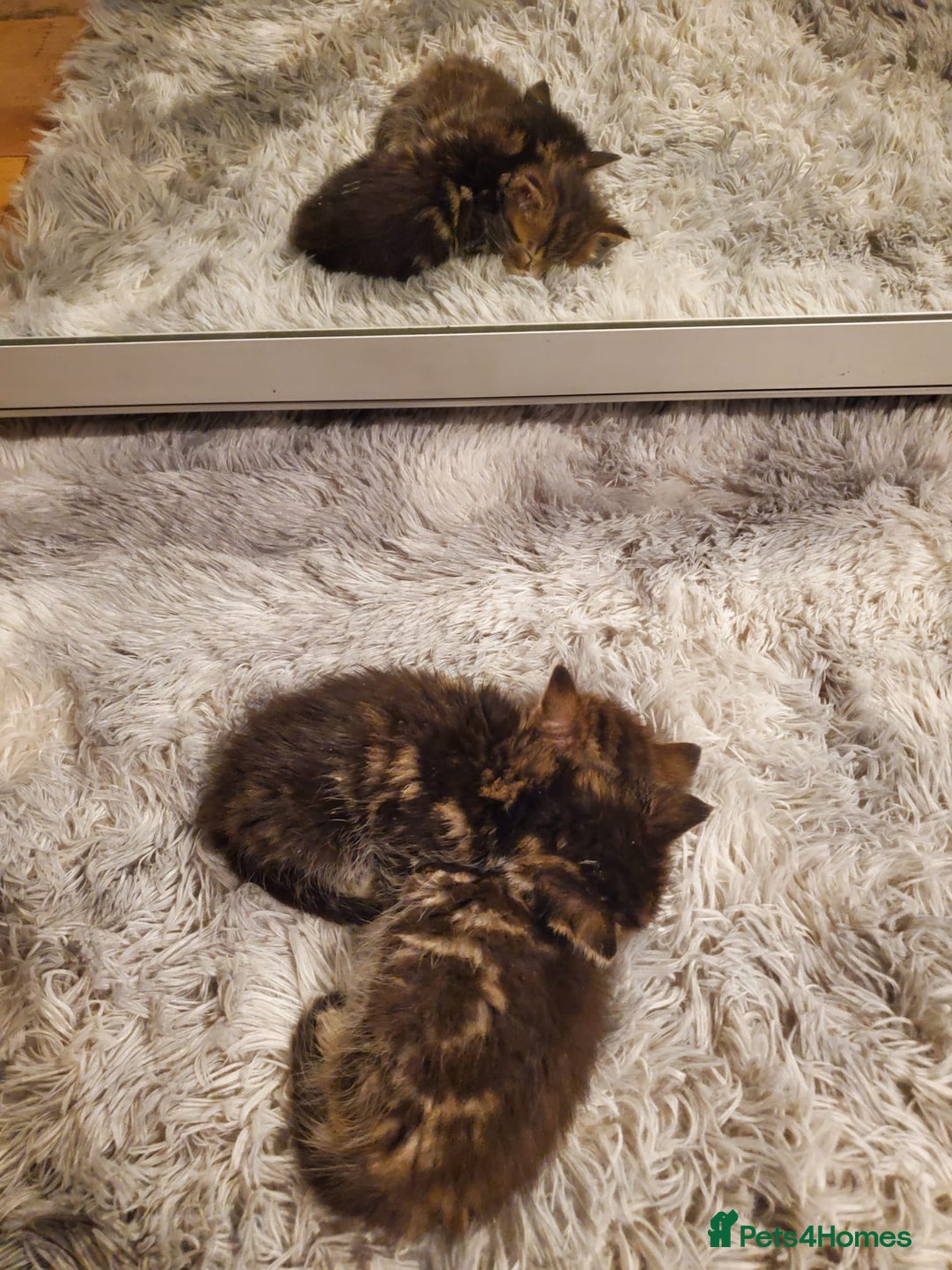 British Shorthair cats for sale: Adorable British Shorthair x Tabby Kittens - Image 9