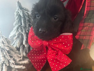 Cockapoo dogs FI STUNNING SHOW COCKERPOO PUPS - Advert 11