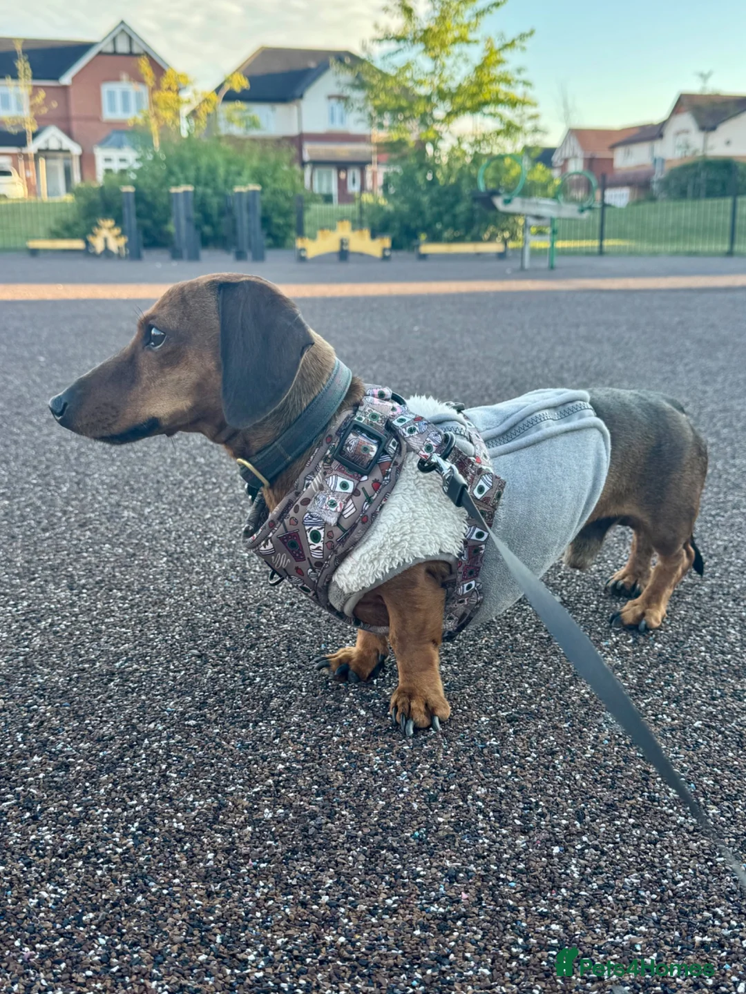 Miniature Dachshund dogs for stud: MINIATURE DACHSHUND FOR STUD - Advert 5