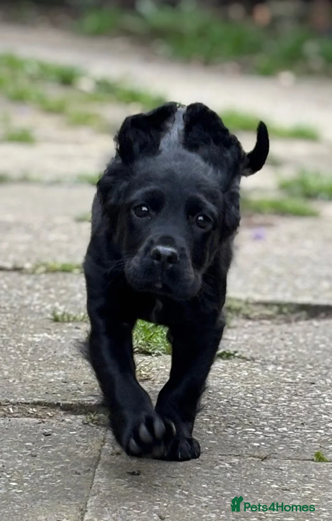Cocker Spaniel dogs for sale: Cocker spaniel part trained for sale.  - Advert 5