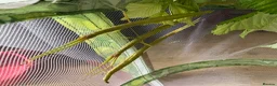 Stick Insects invertebrates for sale: Indian Stick Insect Eggs in Manchester - Advert 4