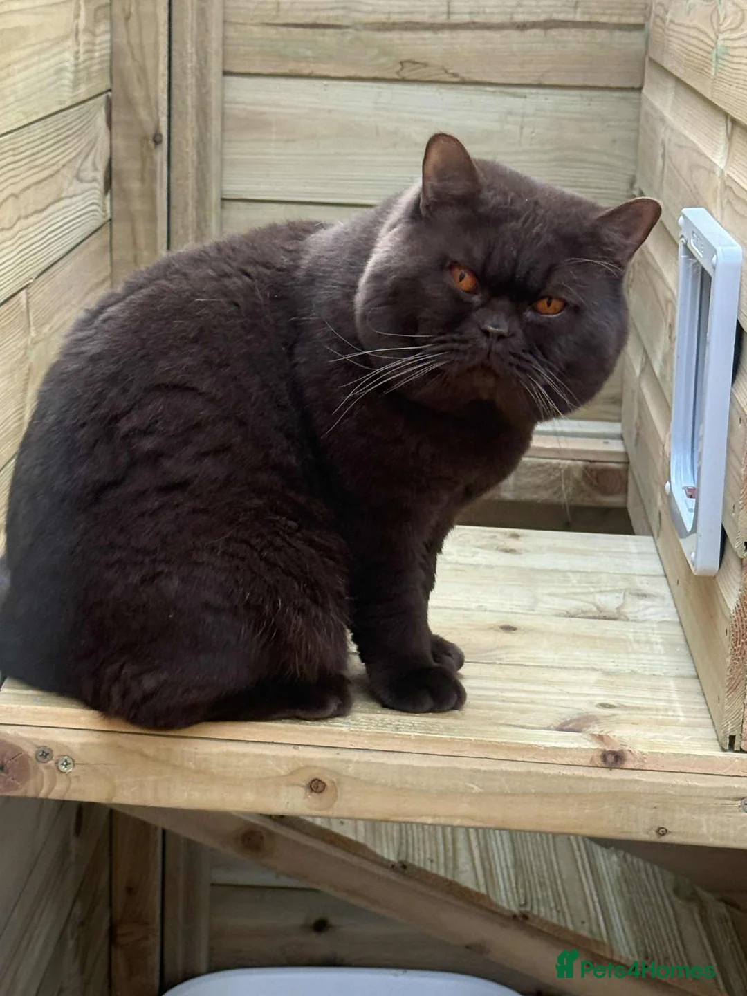 British Shorthair cats for sale: British shorthair females ready to leave soon GCCF - Advert 40