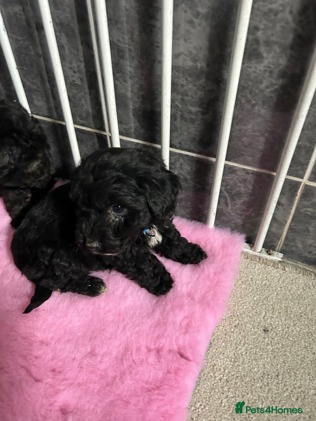 Jackapoo dogs for sale: 5 jackapoo puppies  - Image 3