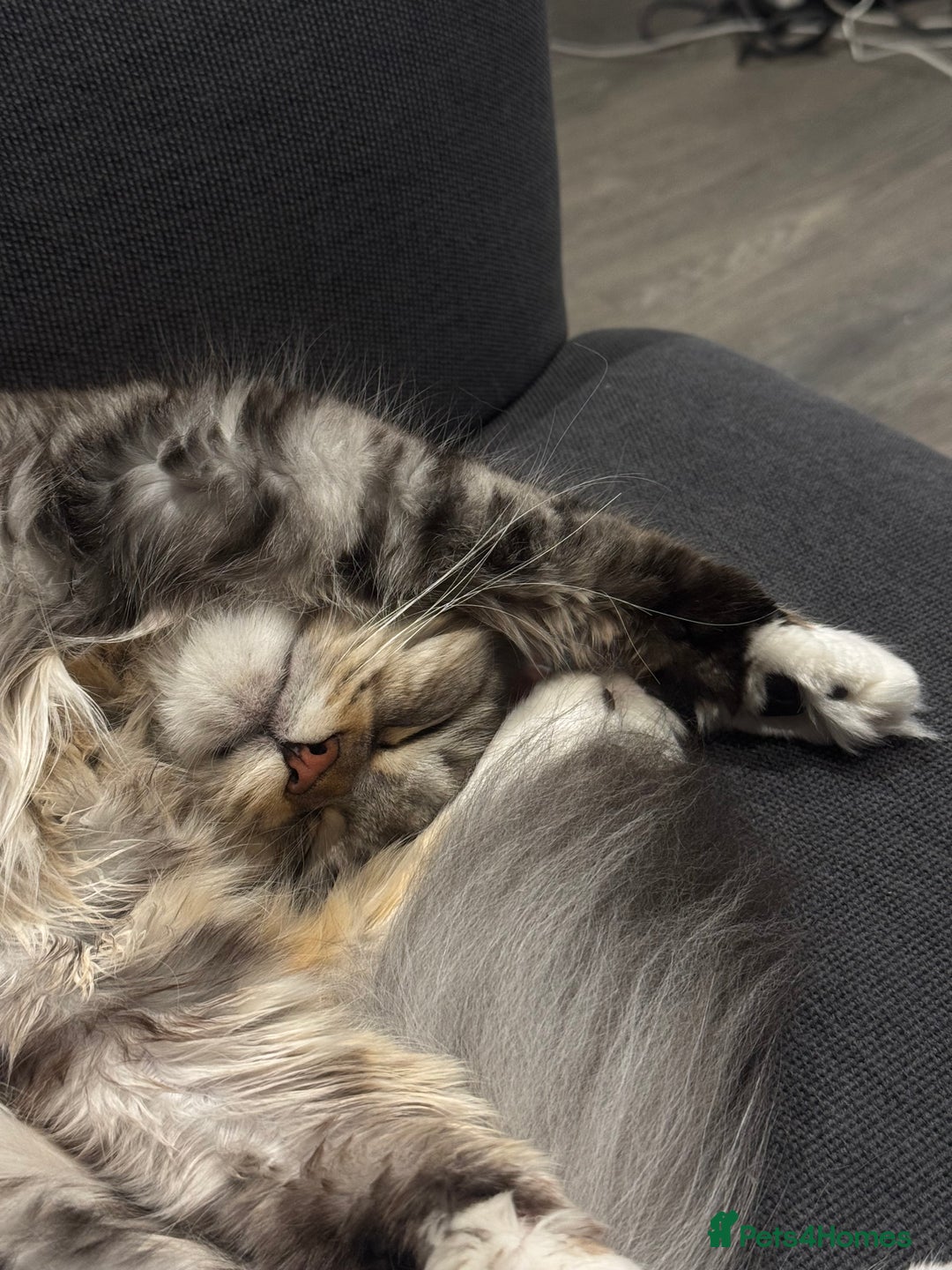 Maine Coon cats for sale: A year old Maine female cat looking for a new home - Advert 3