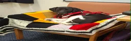 Mixed Breed dogs for adoption:  Stratos ❤️  - Advert 6