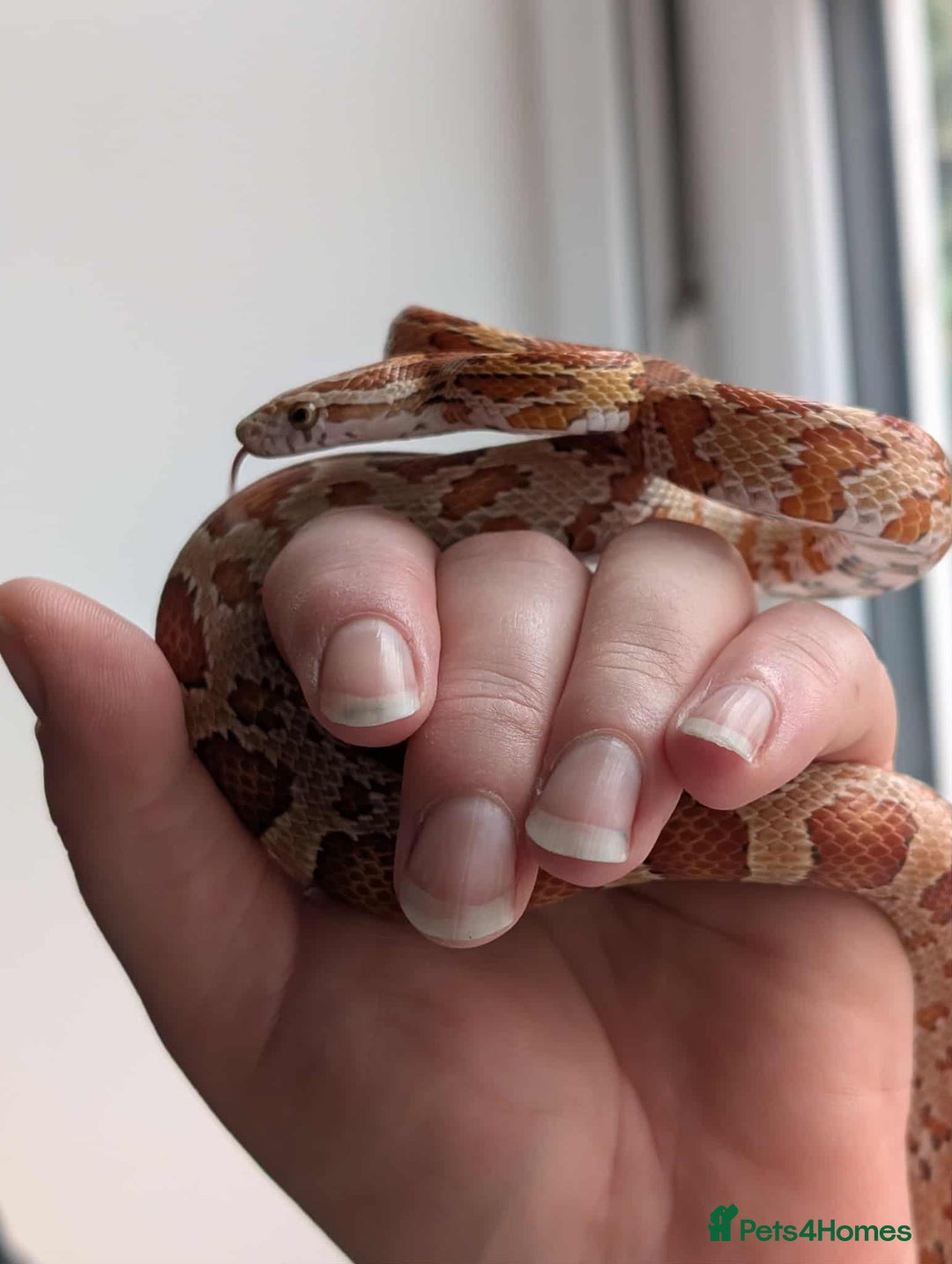 Corn Snake reptiles for sale: Miscellaneous snakes for sale - Image 1