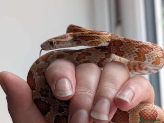 Corn Snake reptiles - Advert 12