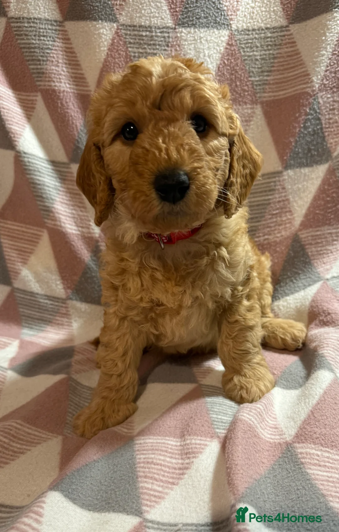 Labradoodle dogs for sale: Exceptional F1BB Labradoodle Puppies - Home Raised - Advert 25