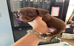 Miniature Dachshund dogs for sale: Beautiful miniature dachshunds  - Image 9