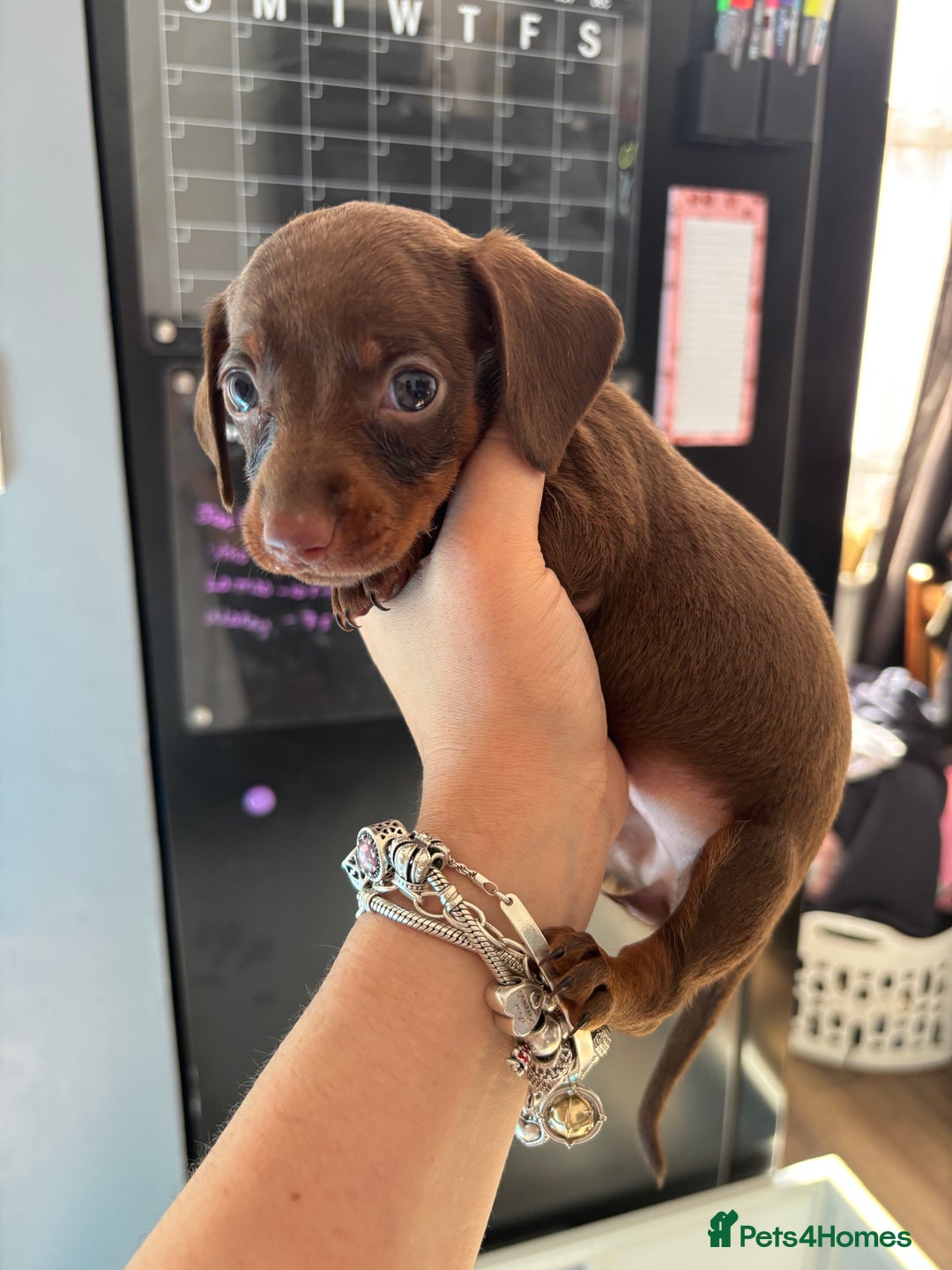 Miniature Dachshund dogs for sale: Beautiful miniature dachshunds  - Image 9