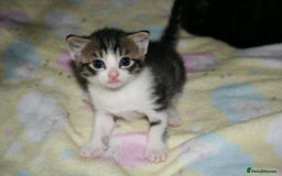 Domestic Shorthair cats for sale: Beautiful kittens ready 11th Sept - Image 2