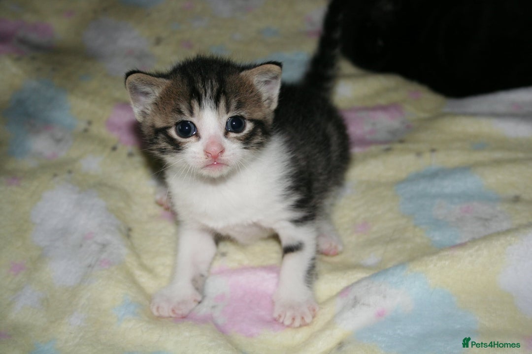 Domestic Shorthair cats for sale: Beautiful kittens ready 11th Sept - Image 2