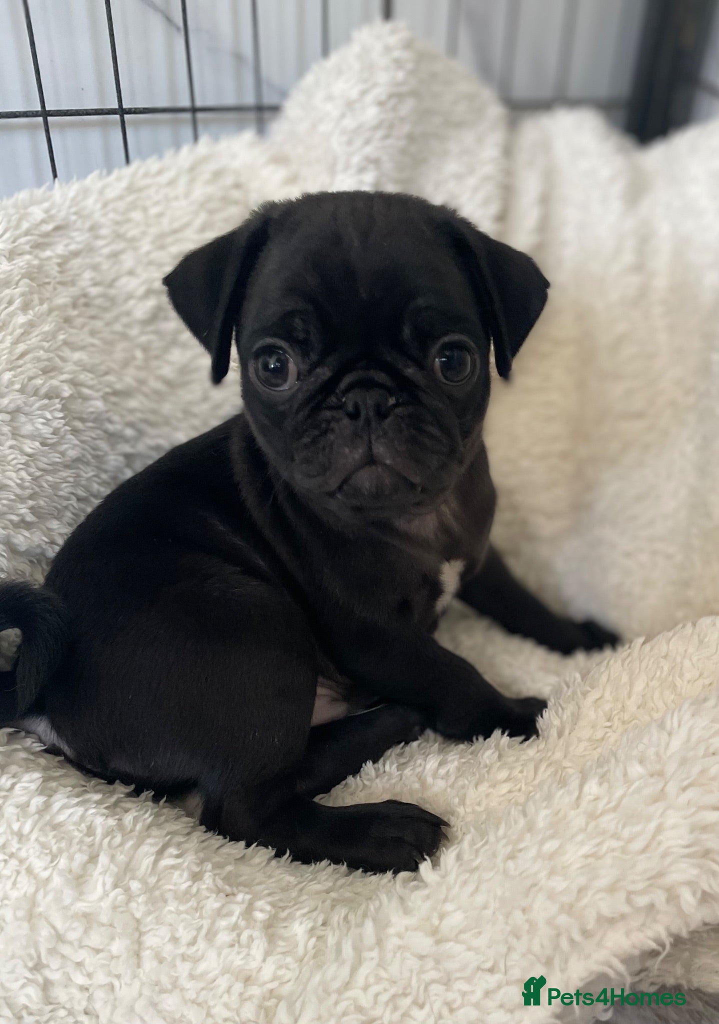 Pug dogs Boys Boys Boys!! Two Black boys AVAILABLE 🐶🐶 - Advert 1