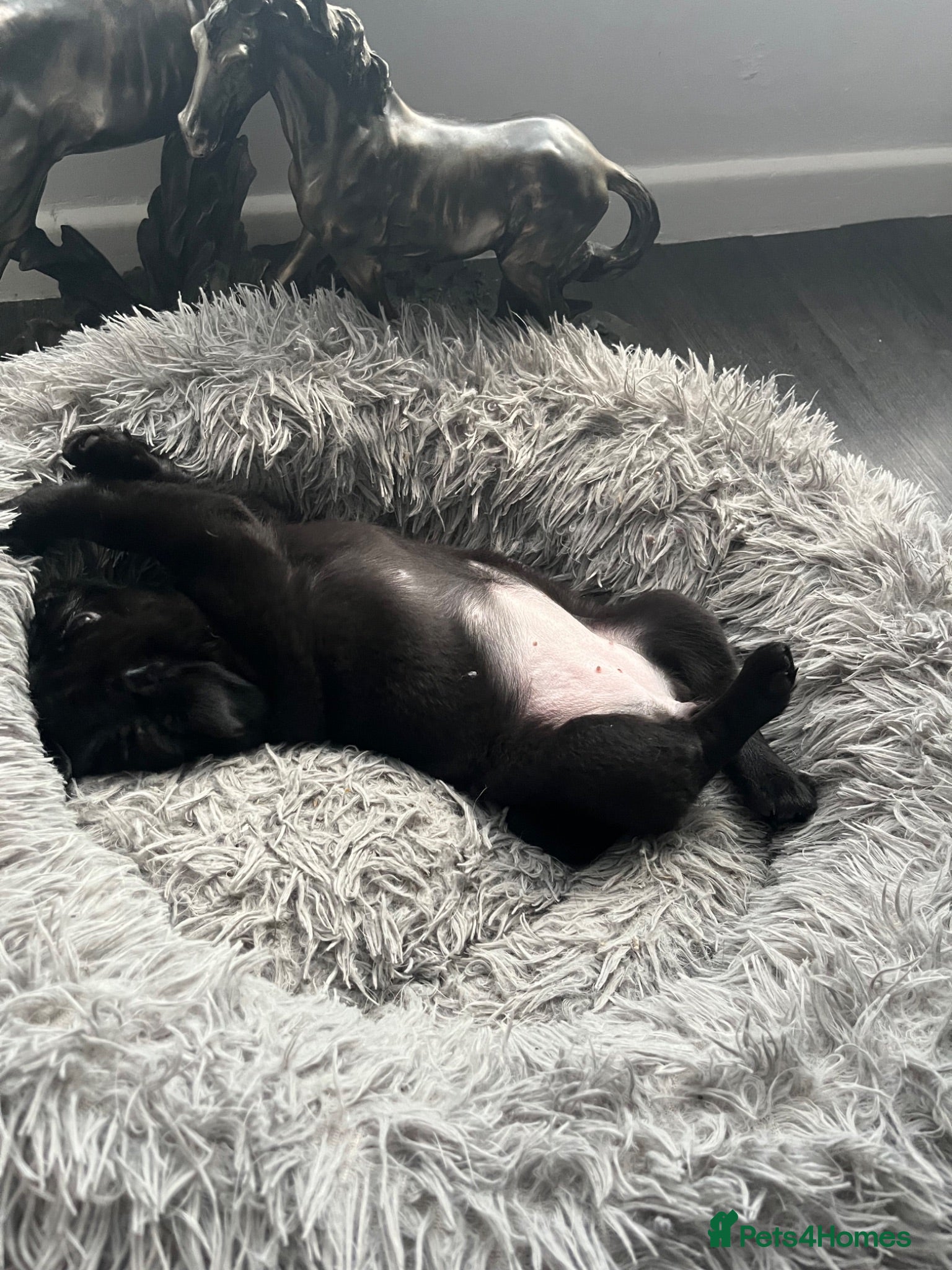 Pug dogs REDUCED last fluffy black girl available KC Reg  - Advert 2
