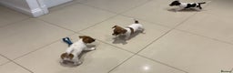 Jack Russell dogs for sale: PROPER JACK RUSSELL PUPPIES  - Advert 3