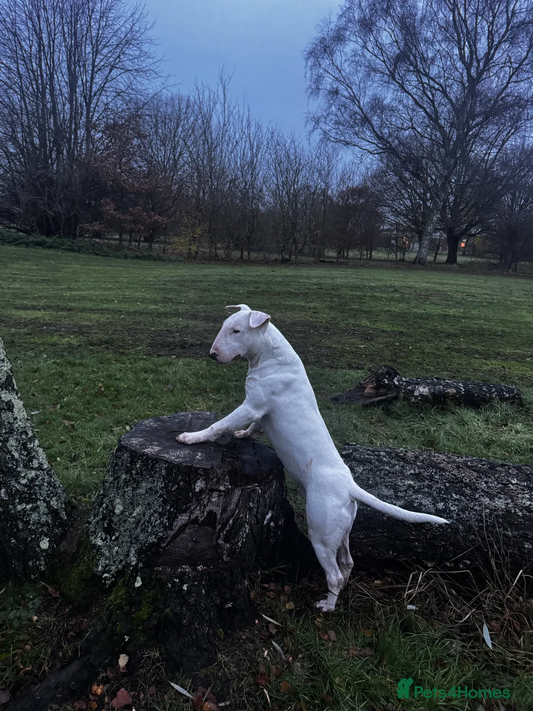 English Bull Terrier dogs for sale: Bull terrier  - Advert 8