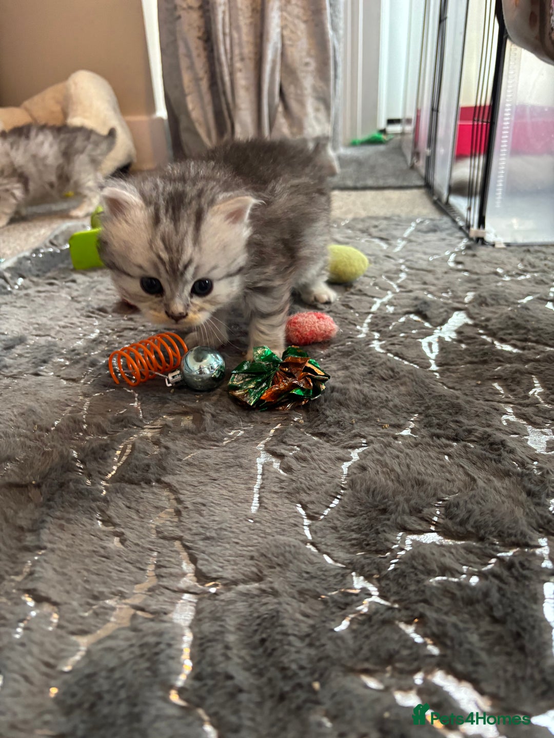 Persian cats for sale: Stunning Persian X mainecoon babies - Advert 29