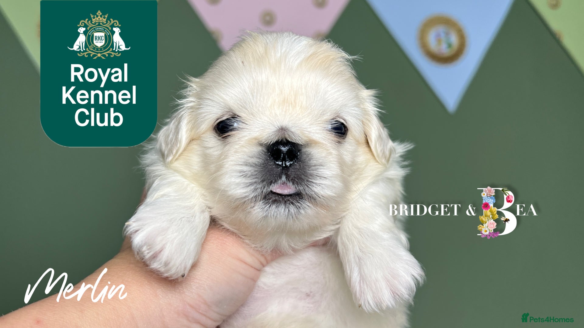 Pekingese dogs 🩷QUALITY BOYS & GIRLS🩵 - Advert 1