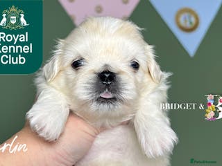 Pekingese dogs 🩷QUALITY BOYS & GIRLS🩵 - Advert 1