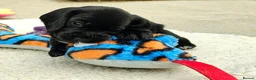 Bocker dogs for sale: Beautiful Bocker Pups - Ready 14.09.26 in Thirsk - Advert 24