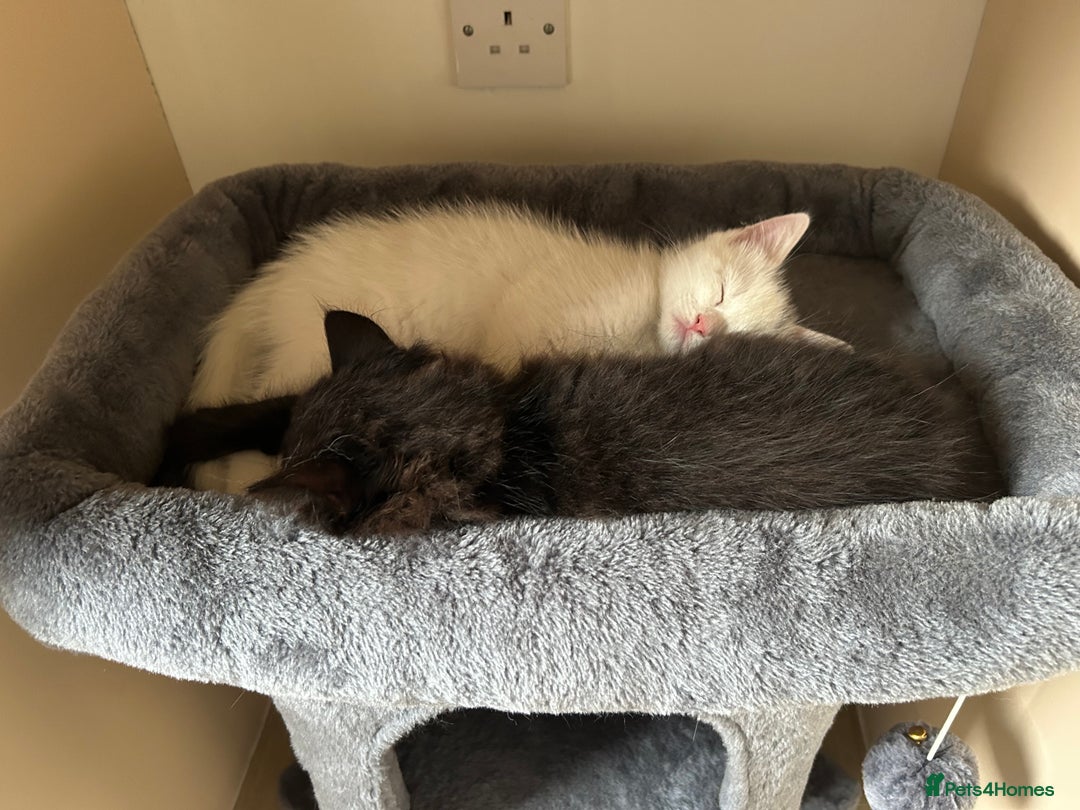 British Shorthair cats for sale: 2 male kittens - Image 3