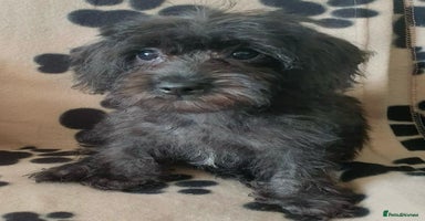 Maltipoo dogs - Advert 2