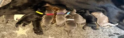 Labrador Retriever dogs for sale: Health Tested KC Registered Labrador Pups - Advert 23
