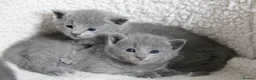 Russian Blue cats for sale: Pure Russian Blue Kittens Available to Reserve  - Advert 1