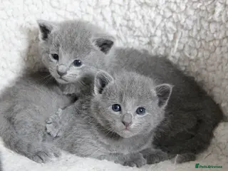 Russian Blue cats Pure Russian Blue Kittens Available to Reserve - Advert 5