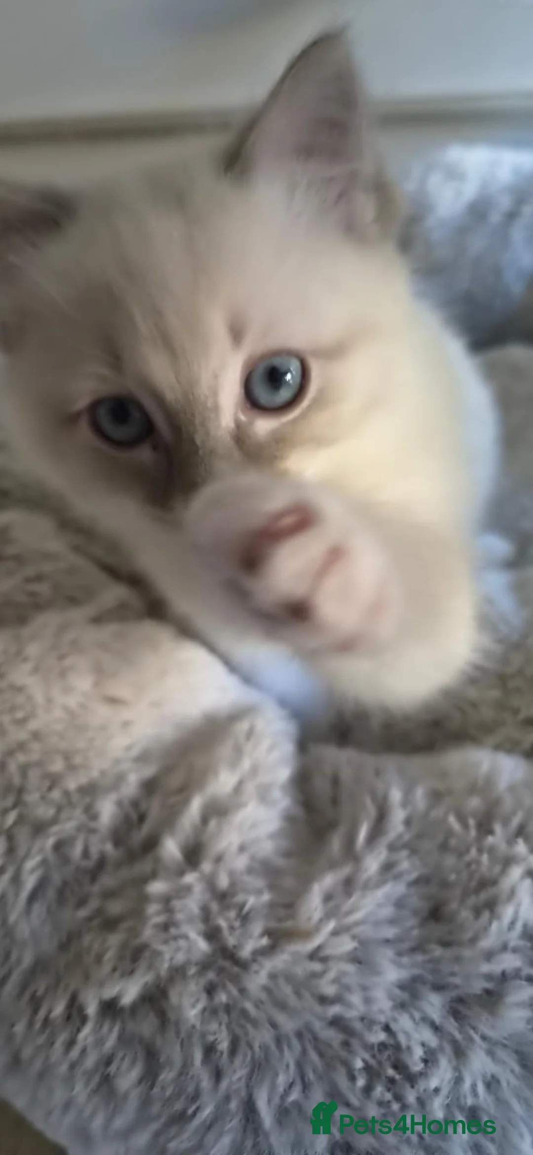 Ragdoll cats for sale: Ragdoll kitten - Advert 7