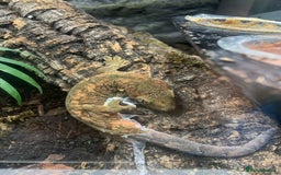 Gecko reptiles for sale: chahoua gecko - Image 3